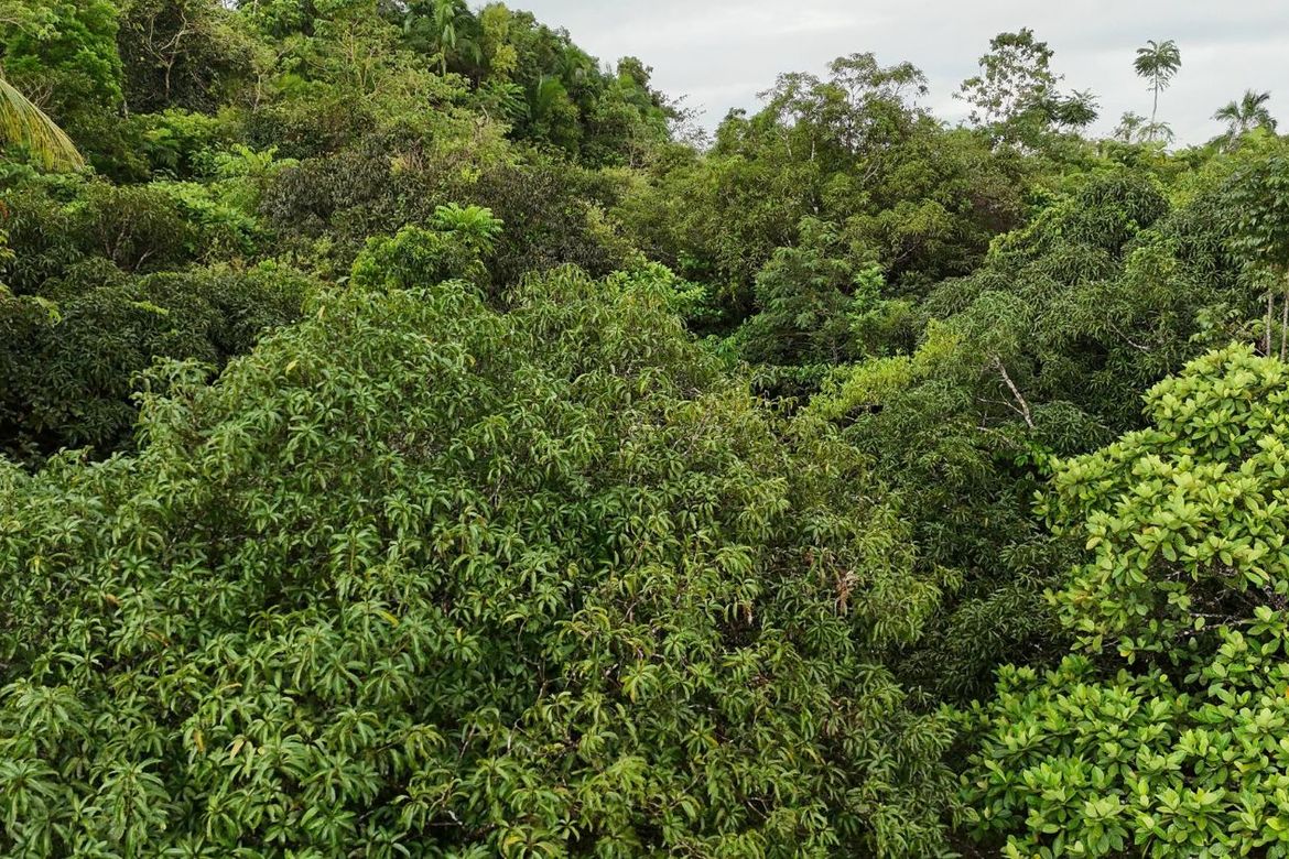 Land for Sale in Poblacion, Dagohoy, Bohol – photo 4