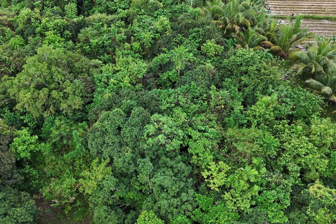 Land for Sale in Poblacion, Dagohoy, Bohol – photo 5