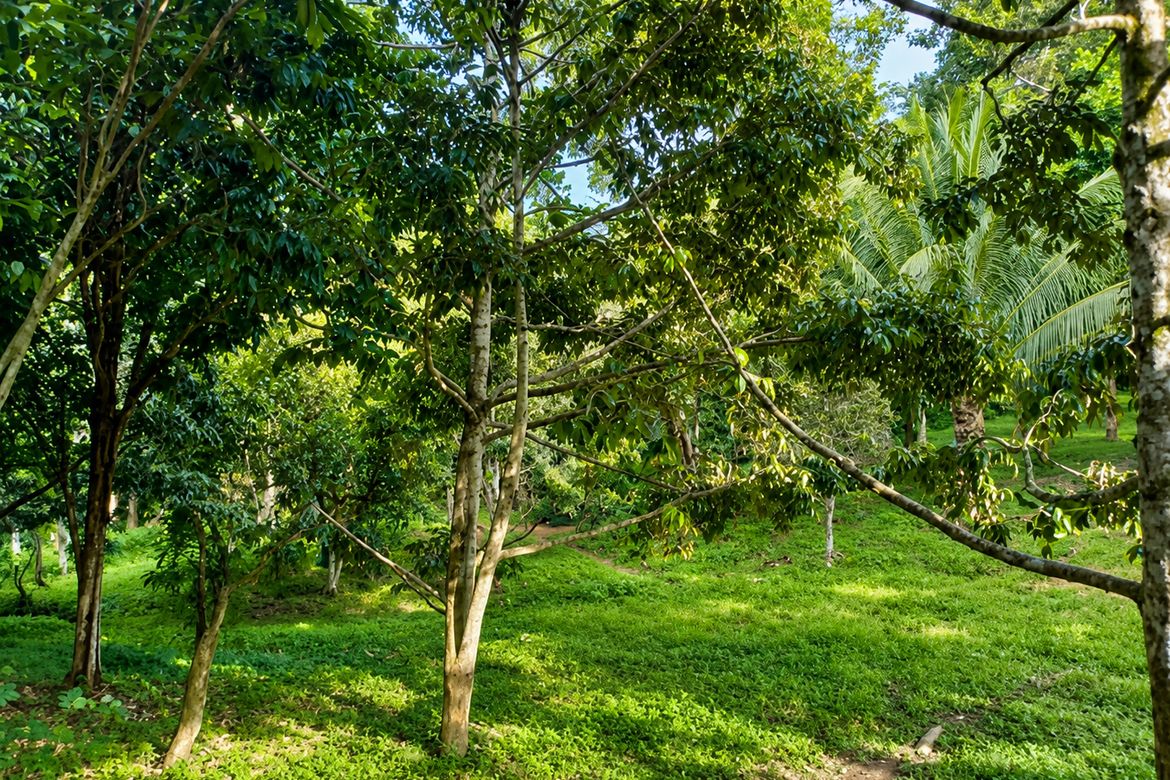Land for Sale in Poblacion Dos, Bansalan, Davao del Sur – photo 2