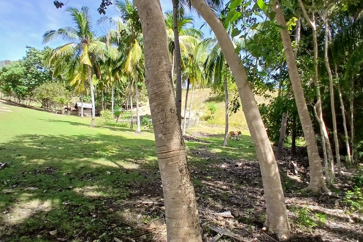 Land for Sale in Poblacion, Enrique Villanueva, Siquijor – photo 3