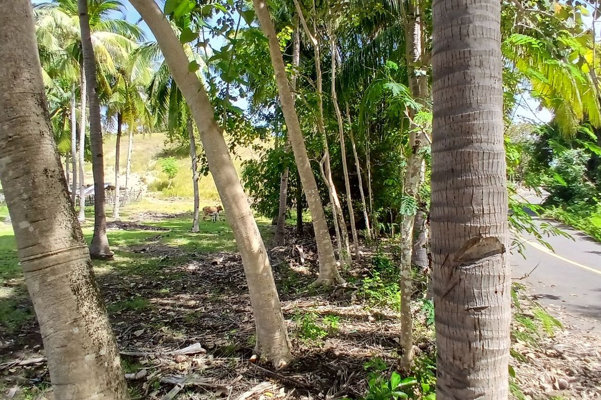 Land for Sale in Poblacion, Enrique Villanueva, Siquijor – photo 4