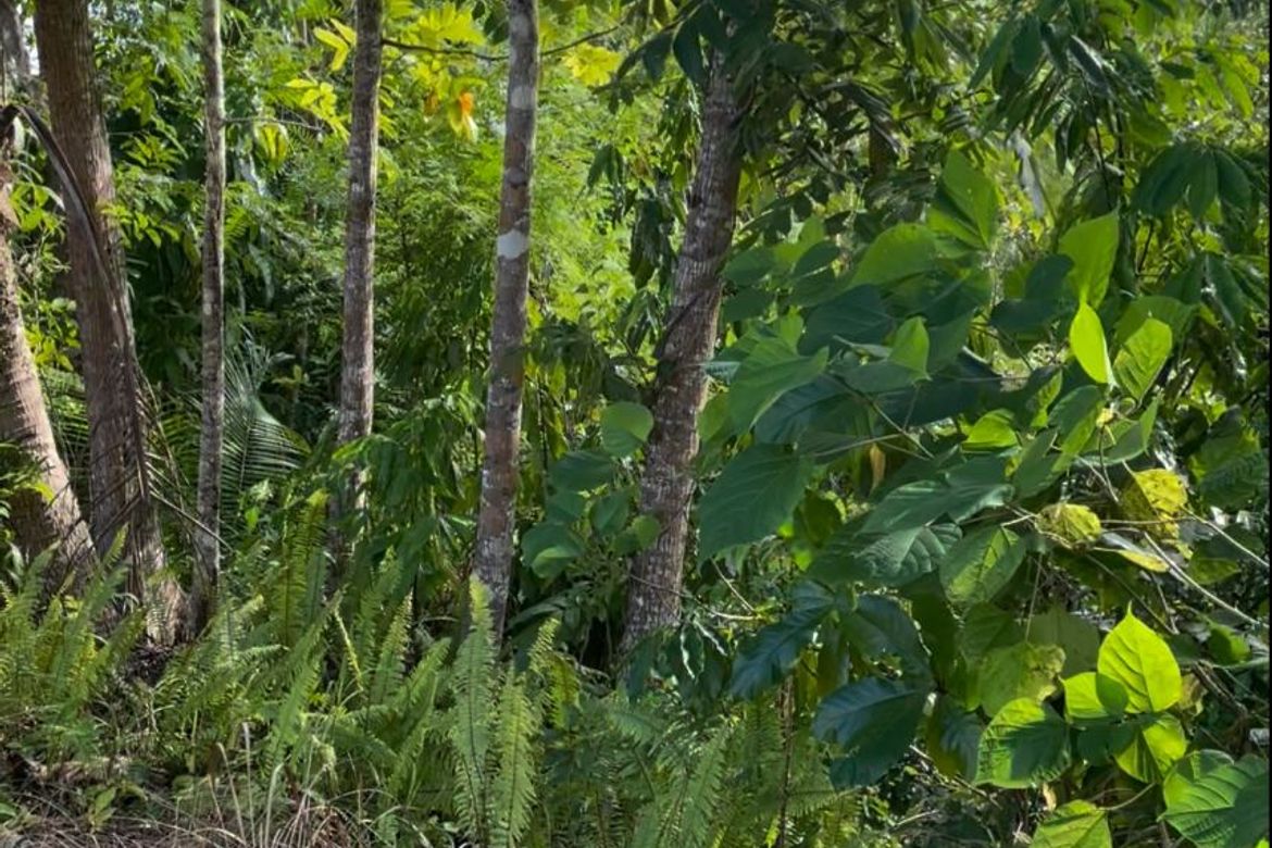 Land for Sale in Poblacion I, Carcar, Cebu – photo 5