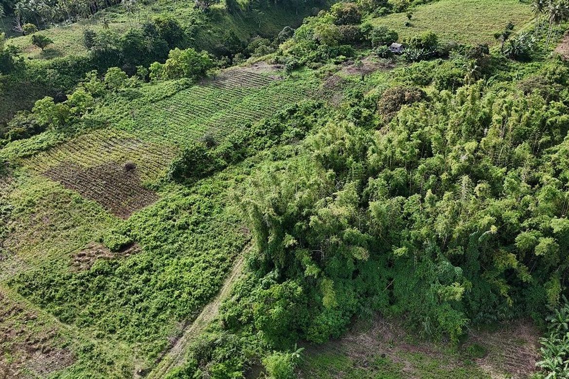 Land for Sale in Poblacion II, Dauin, Negros Oriental – photo 4