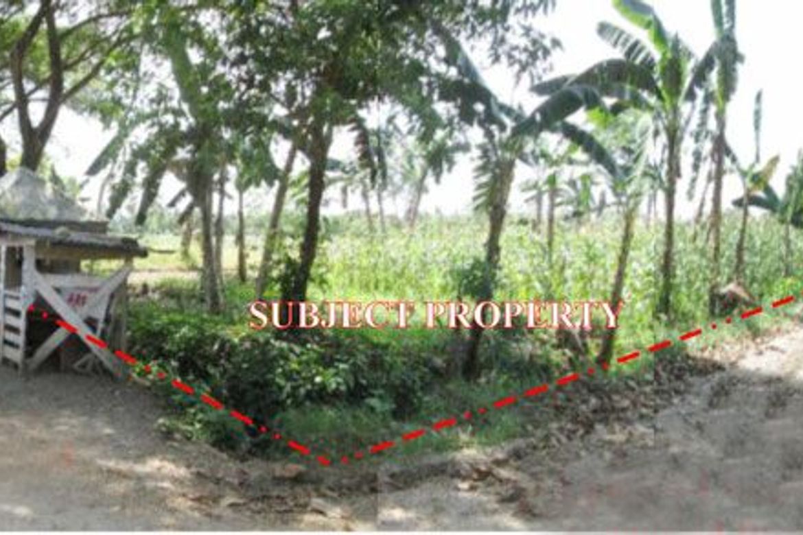 Land for Sale in Poblacion, New Corella, Davao del Norte – photo 3
