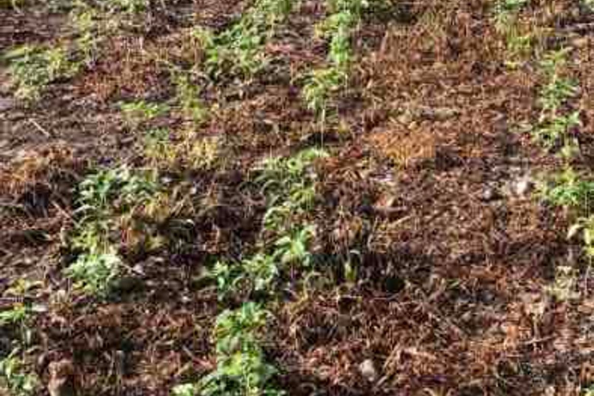 Land for Sale in Poblacion, Norzagaray, Bulacan – photo 2