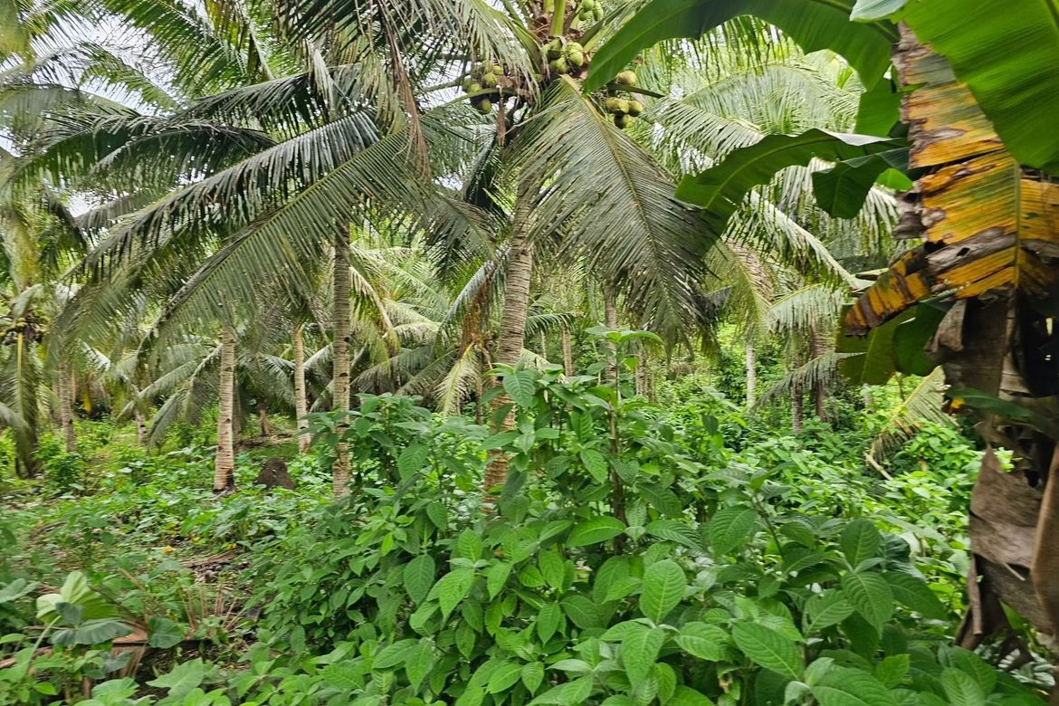 Land for Sale in Poblacion, Sagbayan, Bohol – photo 4