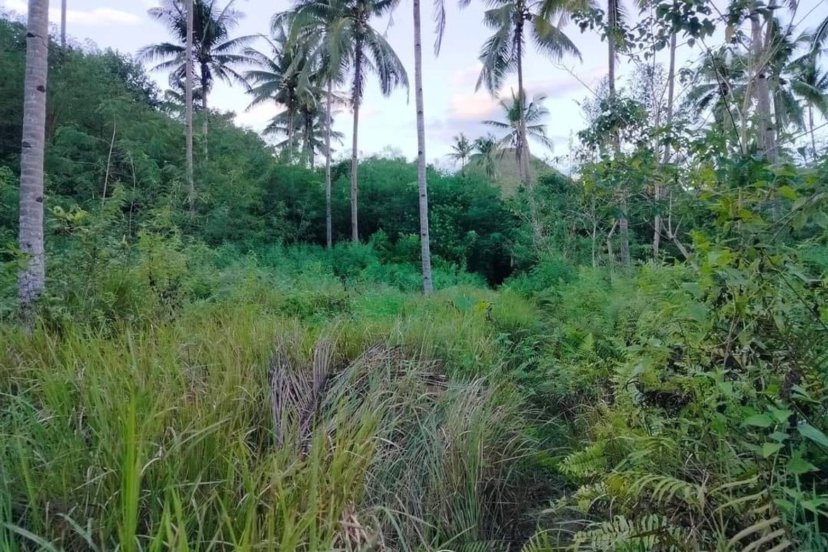 Land for Sale in Poblacion, Sagbayan, Bohol – photo 4