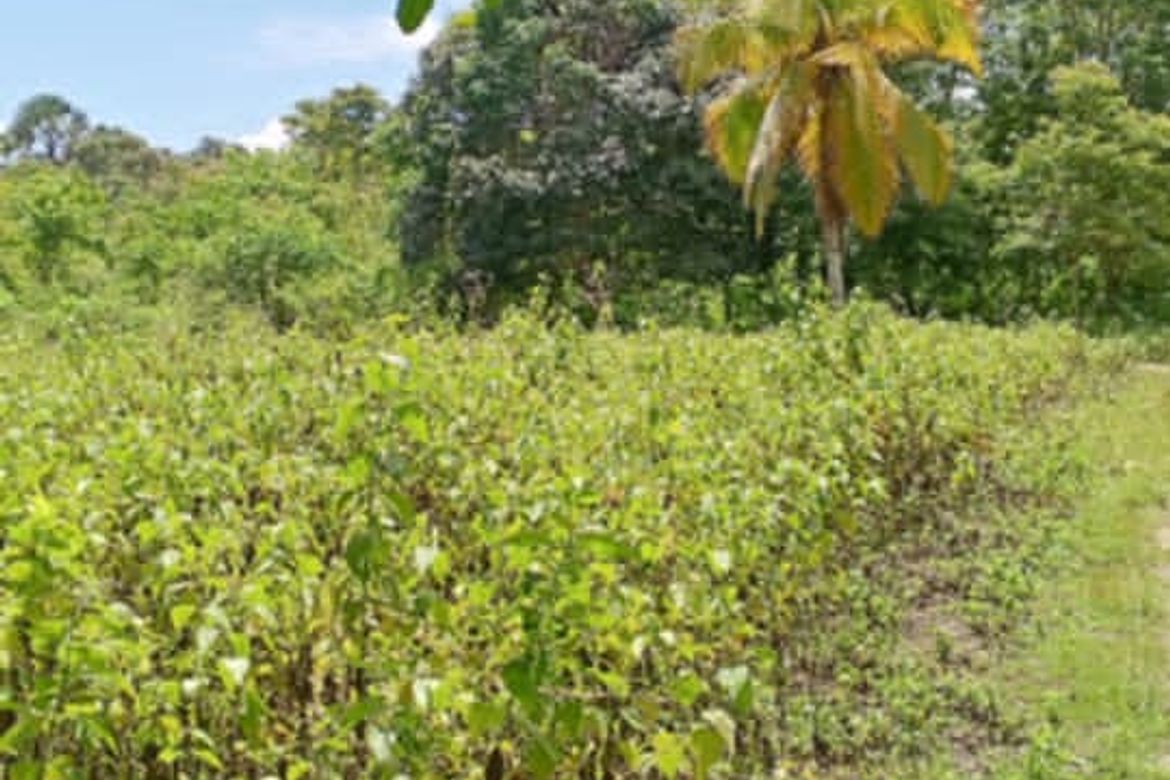 Land for Sale in Poblacion, Samal, Davao del Norte – photo 2