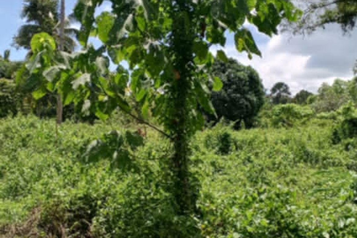 Land for Sale in Poblacion, Samal, Davao del Norte – photo 3