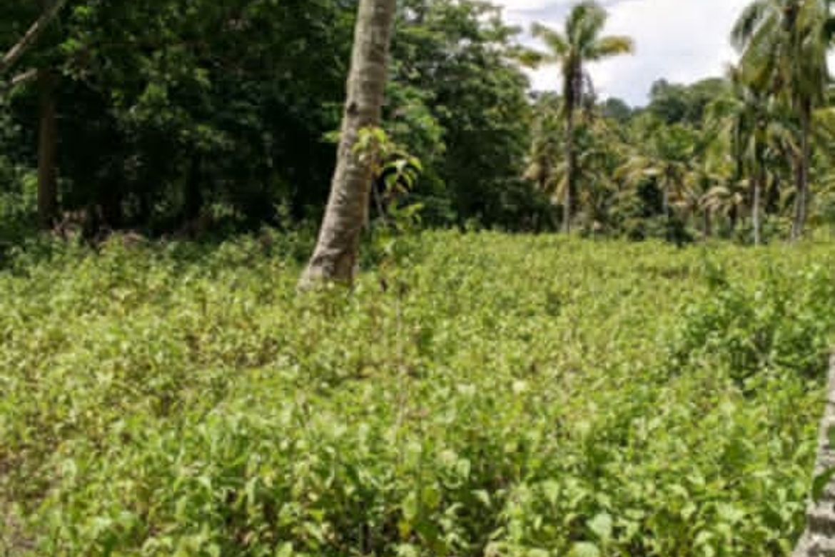 Land for Sale in Poblacion, Samal, Davao del Norte – photo 6