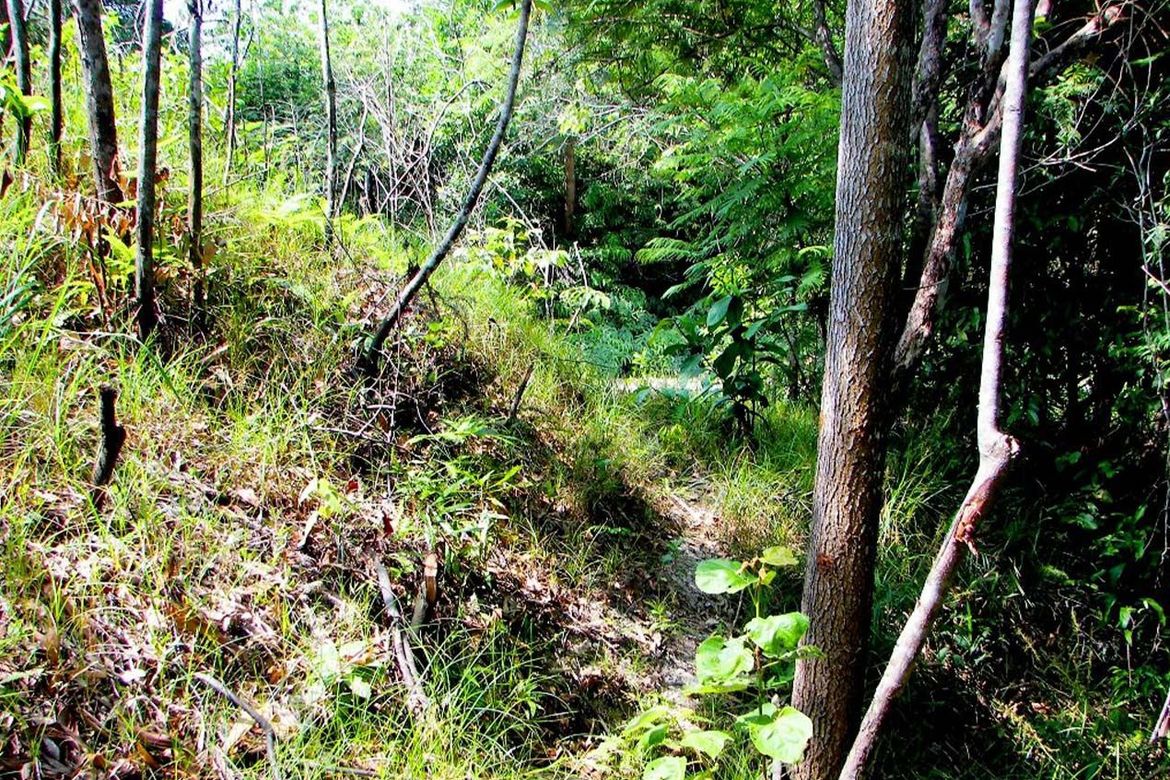 Land for Sale in Poblacion, San Vicente, Palawan – photo 8
