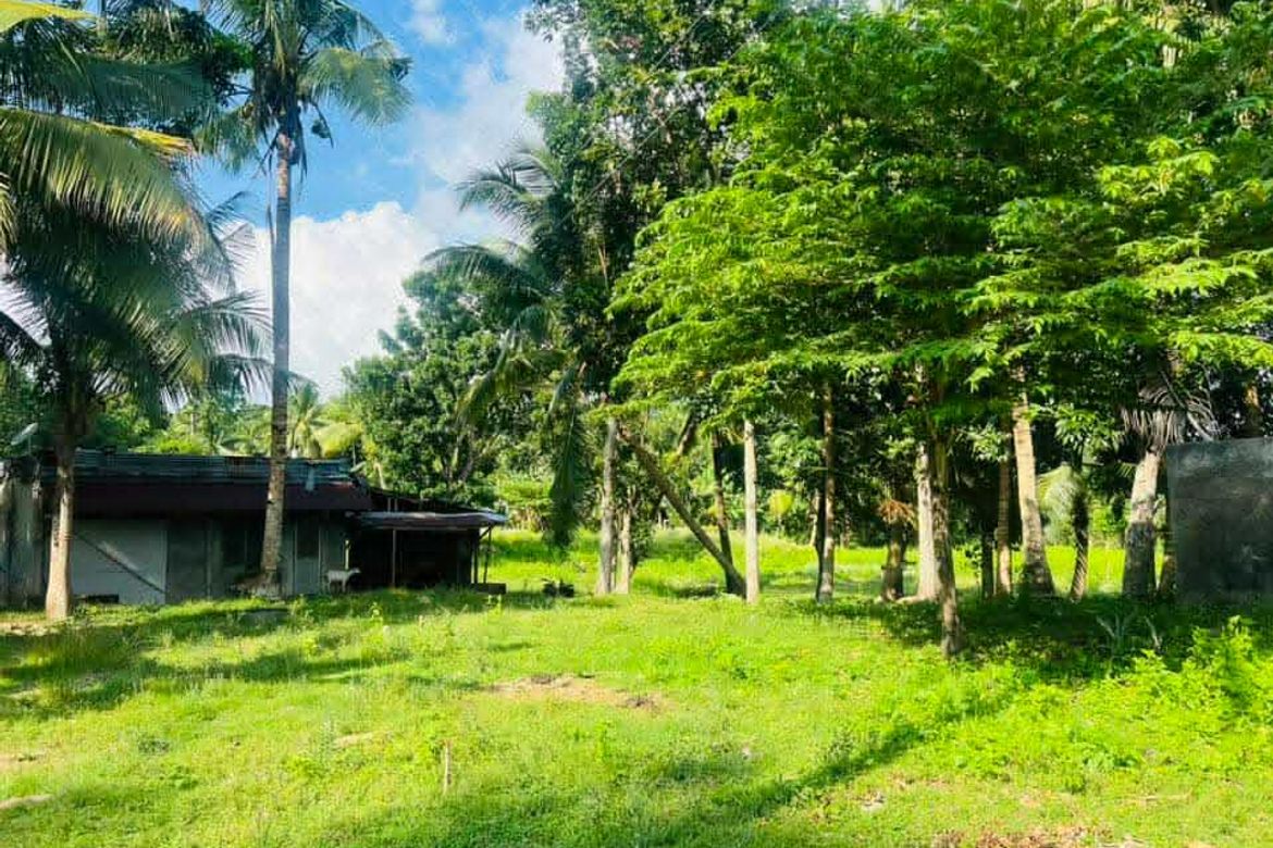 Land for Sale in Poblacion, Sibonga, Cebu – photo 2