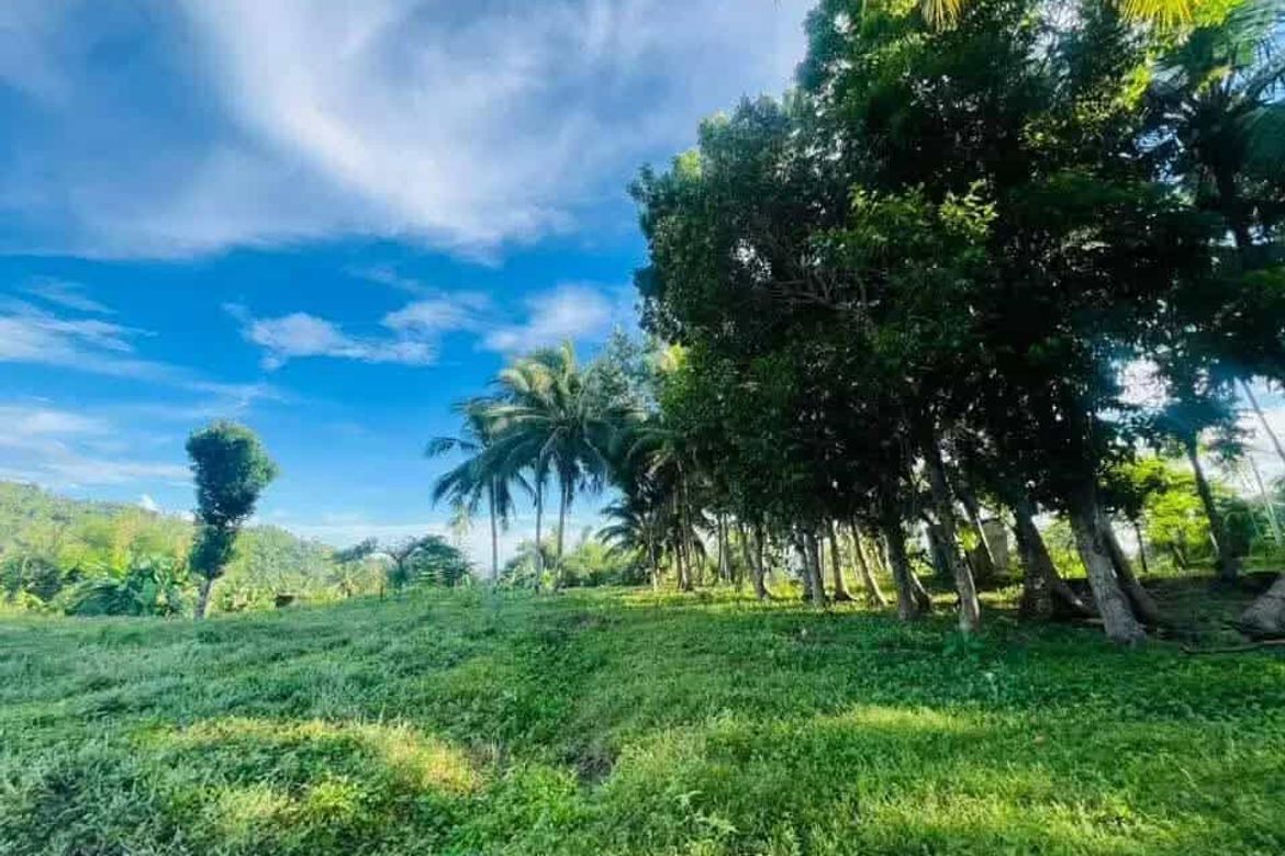 Land for Sale in Poblacion, Sibonga, Cebu – photo 4