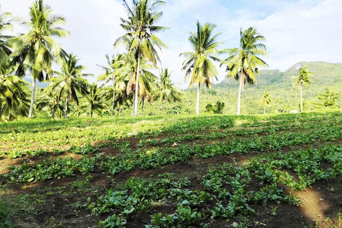 Land for Sale in Poblacion, Sibonga, Cebu – photo 3