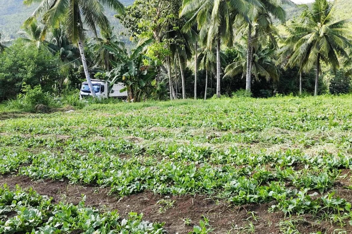 Land for Sale in Poblacion, Sibonga, Cebu – photo 4