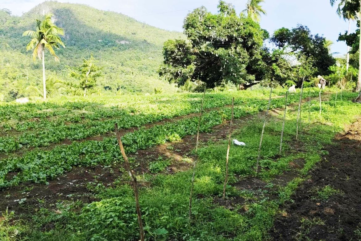 Land for Sale in Poblacion, Sibonga, Cebu – photo 6
