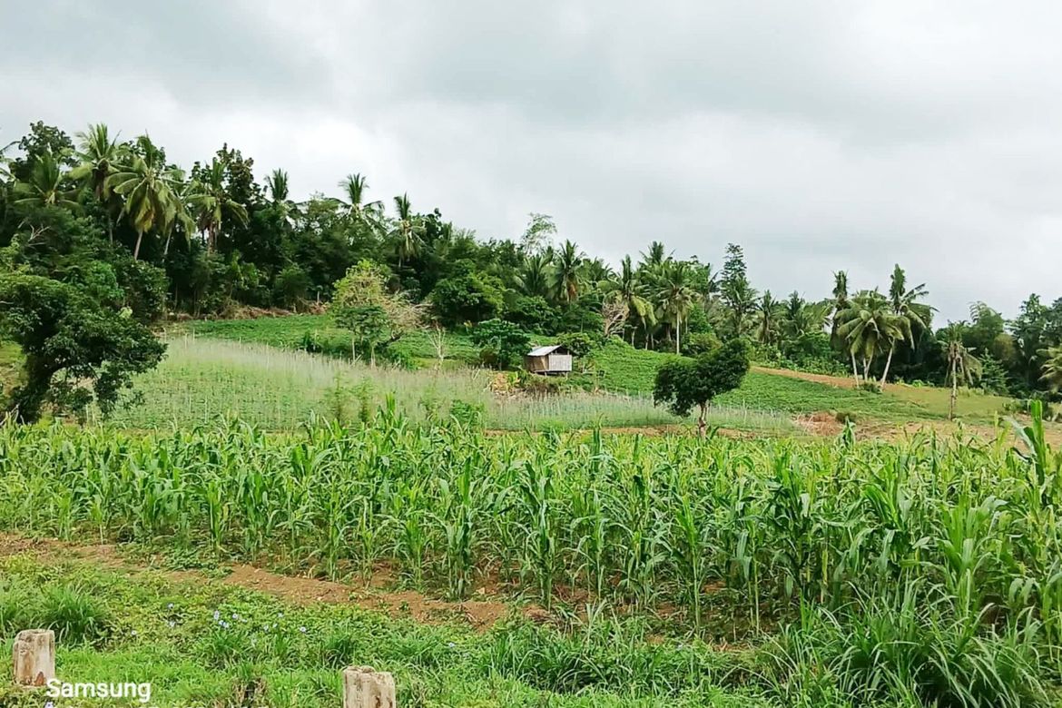 Land for Sale in Poblacion, Sibonga, Cebu – photo 7