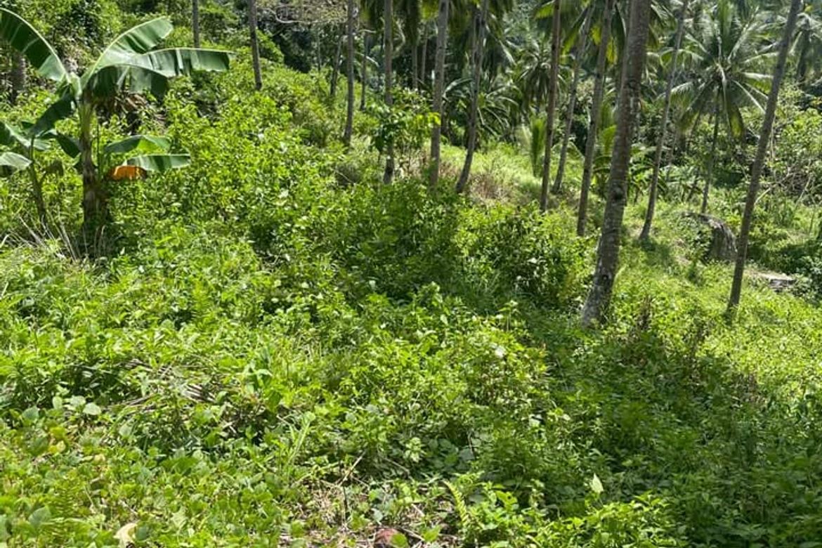 Land for Sale in Poblacion, Sibulan, Negros Oriental – photo 2