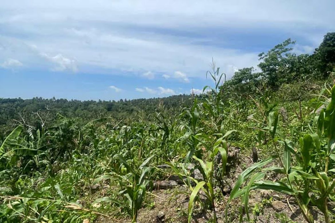 Land for Sale in Poblacion, Sibulan, Negros Oriental – photo 3
