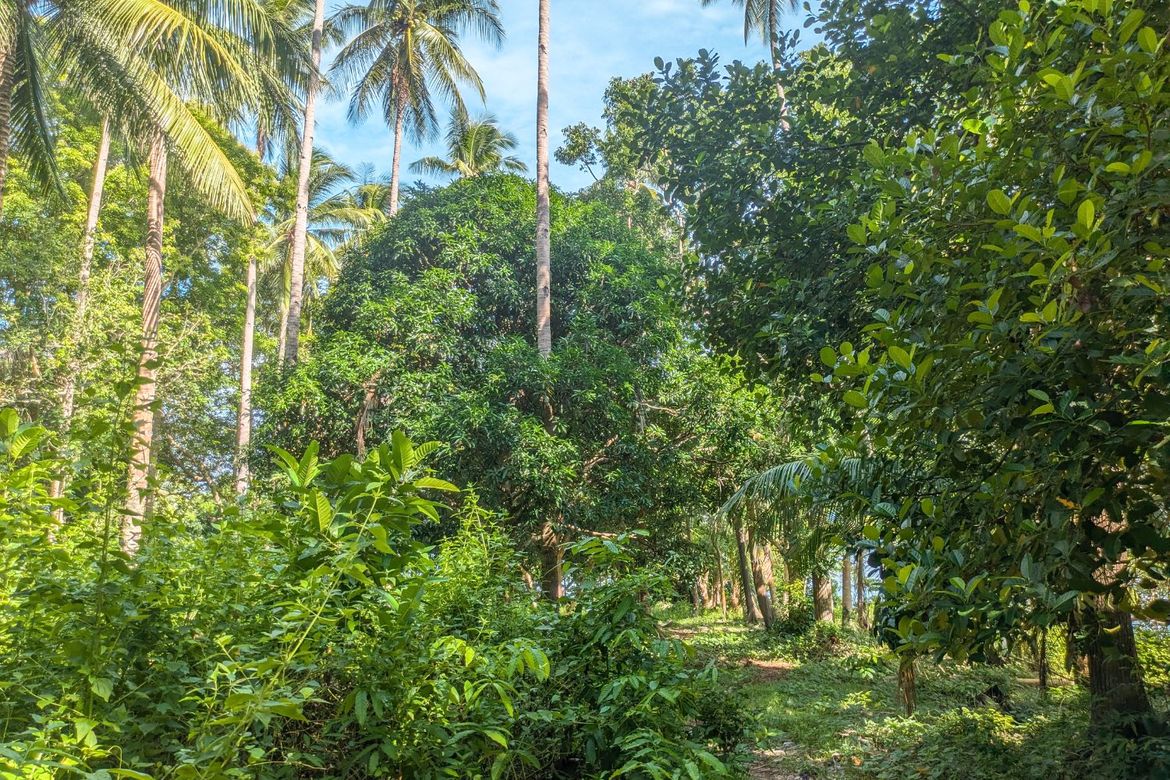 Land for Sale in Poblacion, Sugbongcogon, Misamis Oriental – photo 8