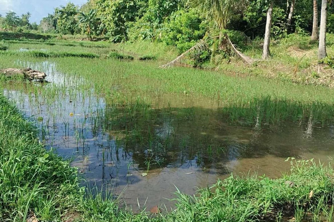 Land for Sale in Poblacion, Talibon, Bohol