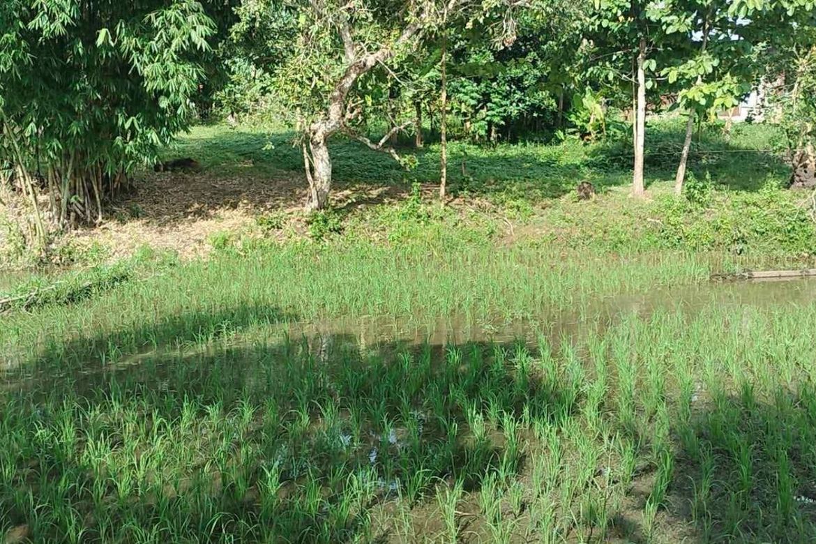 Land for Sale in Poblacion, Talibon, Bohol – photo 2