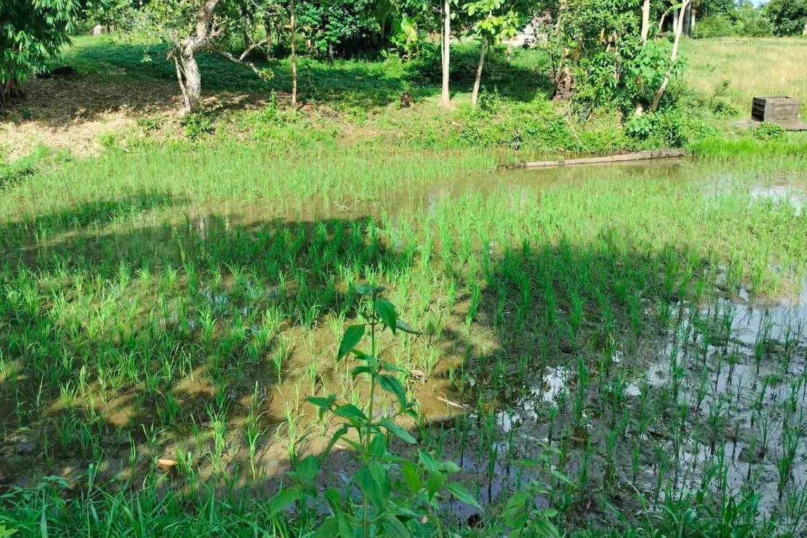 Land for Sale in Poblacion, Talibon, Bohol – photo 6