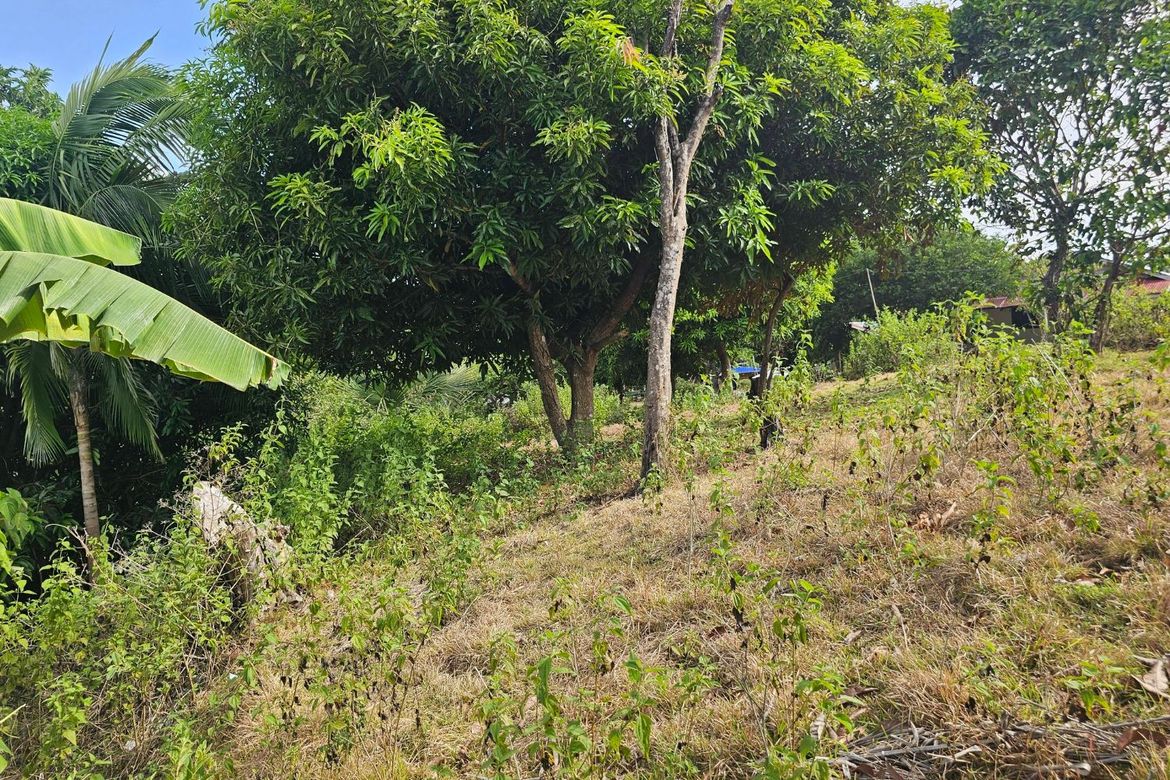 Land for Sale in Poblacion, Talibon, Bohol – photo 5