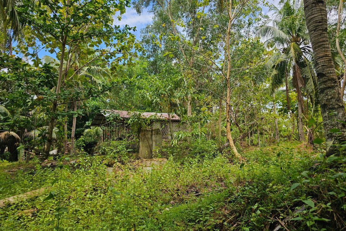 Land for Sale in Poblacion, Talibon, Bohol – photo 5