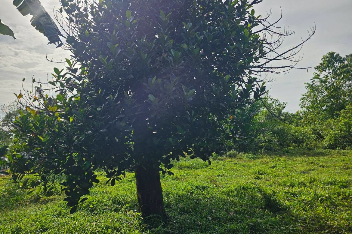 Land for Sale in Poblacion, Trinidad, Bohol – photo 4