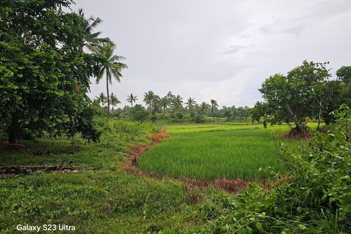 Land for Sale in Poblacion, Trinidad, Bohol – photo 6
