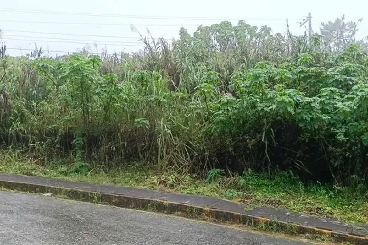 Land for Sale in Poblacion, Tuba, Benguet – photo 2