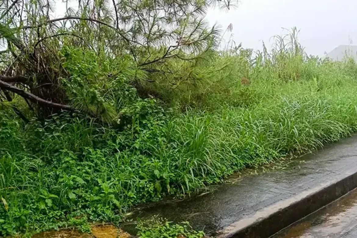 Land for Sale in Poblacion, Tuba, Benguet – photo 4