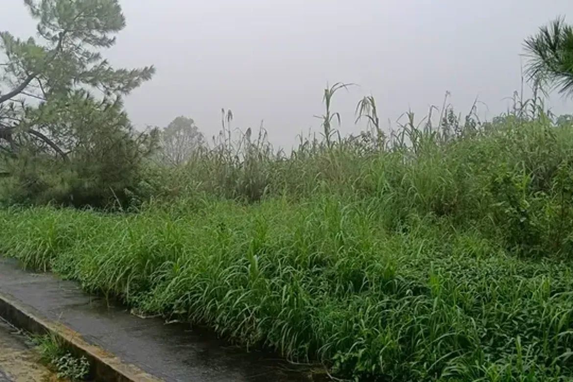 Land for Sale in Poblacion, Tuba, Benguet – photo 6