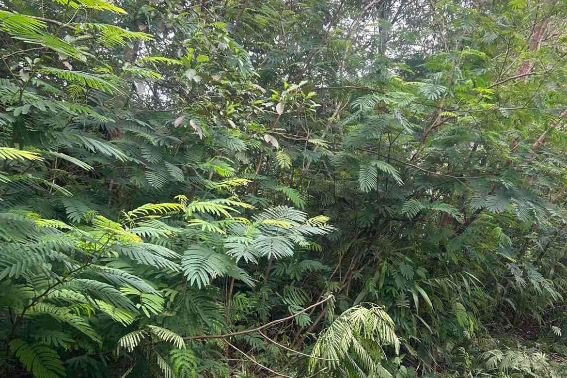 Land for Sale in Poblacion, Tuba, Benguet – photo 2