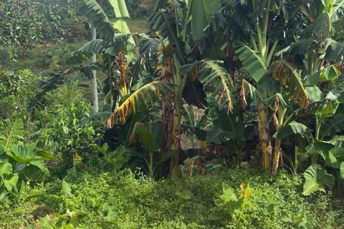 Land for Sale in Poblacion Ward III, Minglanilla, Cebu – photo 2