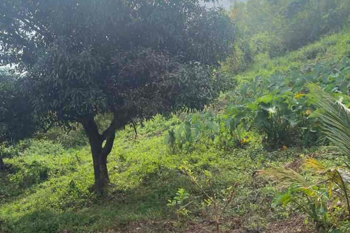 Land for Sale in Poblacion Ward III, Minglanilla, Cebu – photo 3