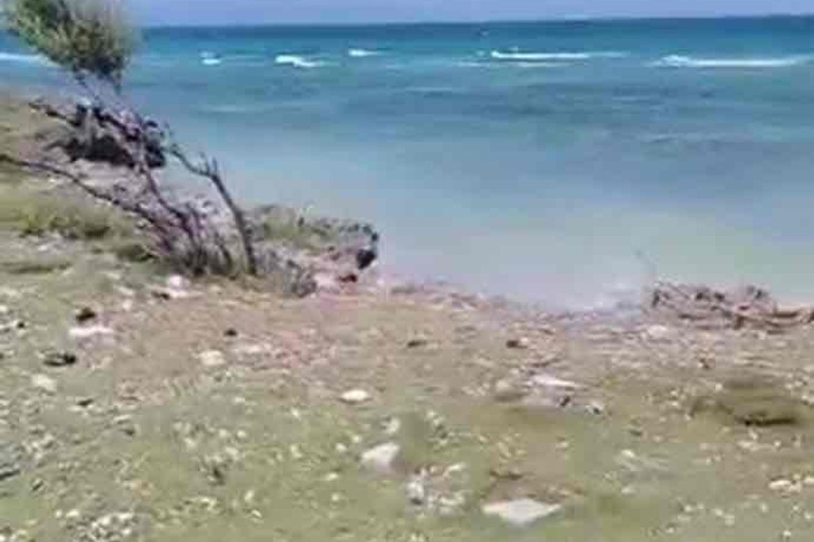 Land for Sale in Poblacion West, Moalboal, Cebu
