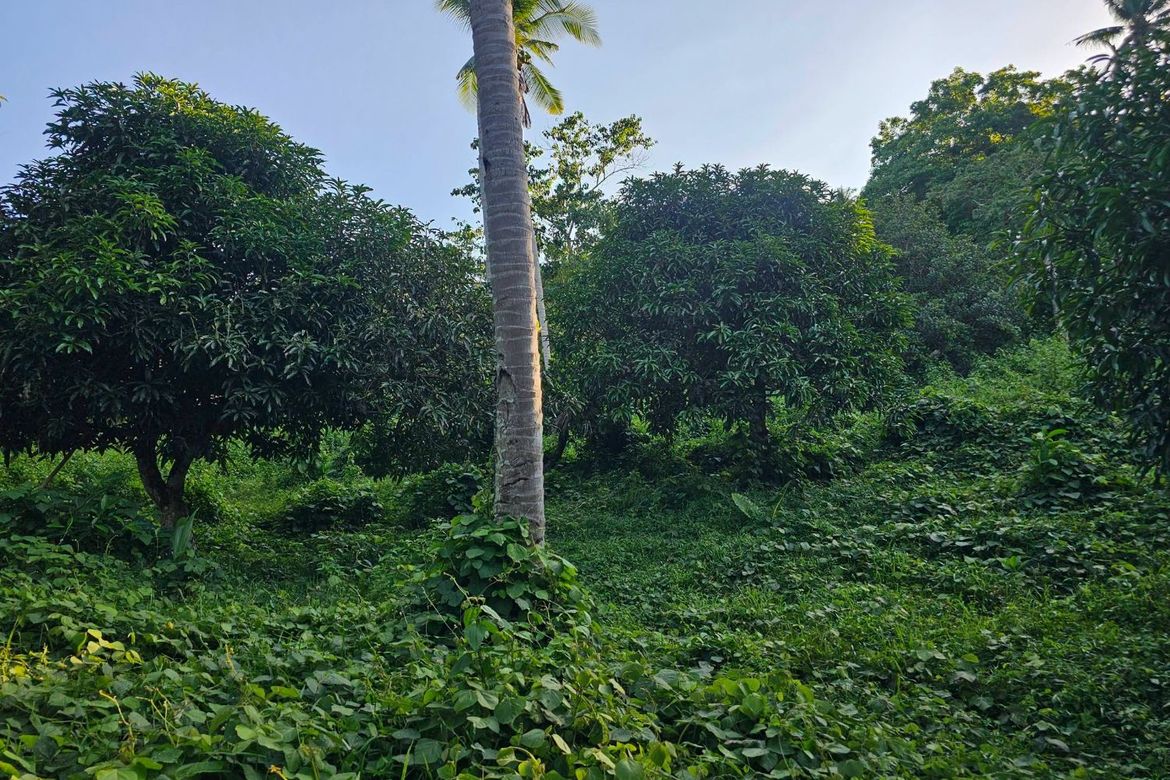 Land for Sale in Pooc Occidental, Tubigon, Bohol – photo 2