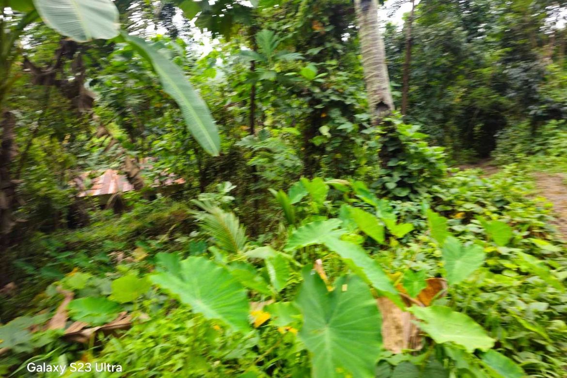 Land for Sale in Pooc Occidental, Tubigon, Bohol – photo 6