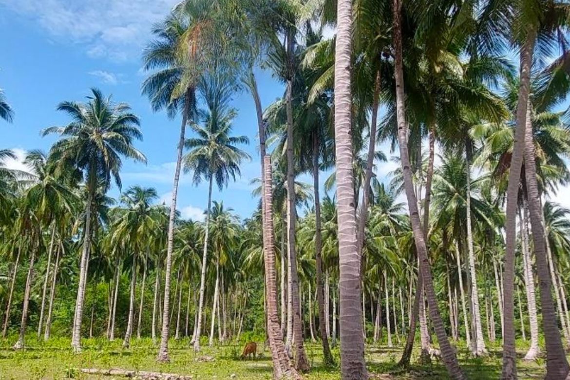 Land for Sale in Port Barton, San Vicente, Palawan – photo 3