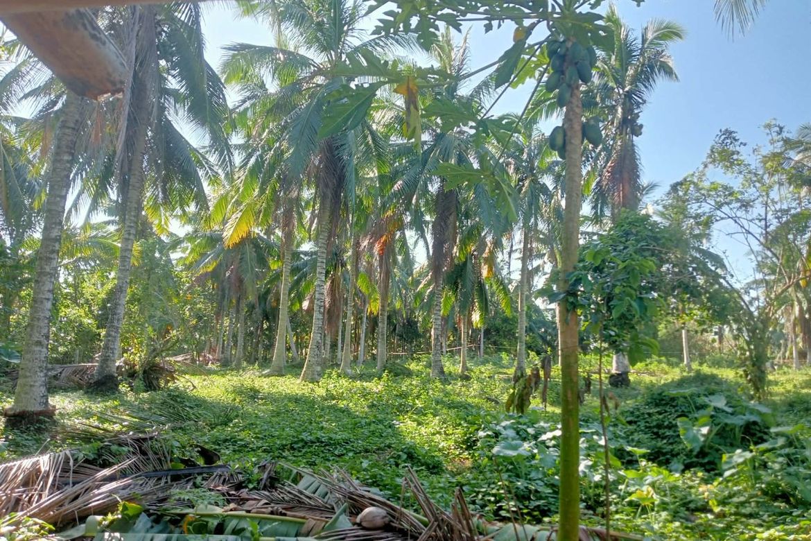 Land for Sale in Port Junction Norte, Ragay, Camarines Sur – photo 4