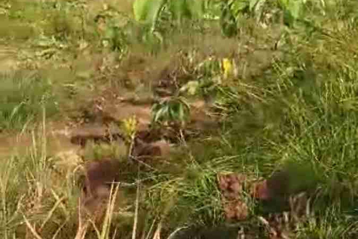 Land for Sale in Princess Urduja, Narra, Palawan – photo 8