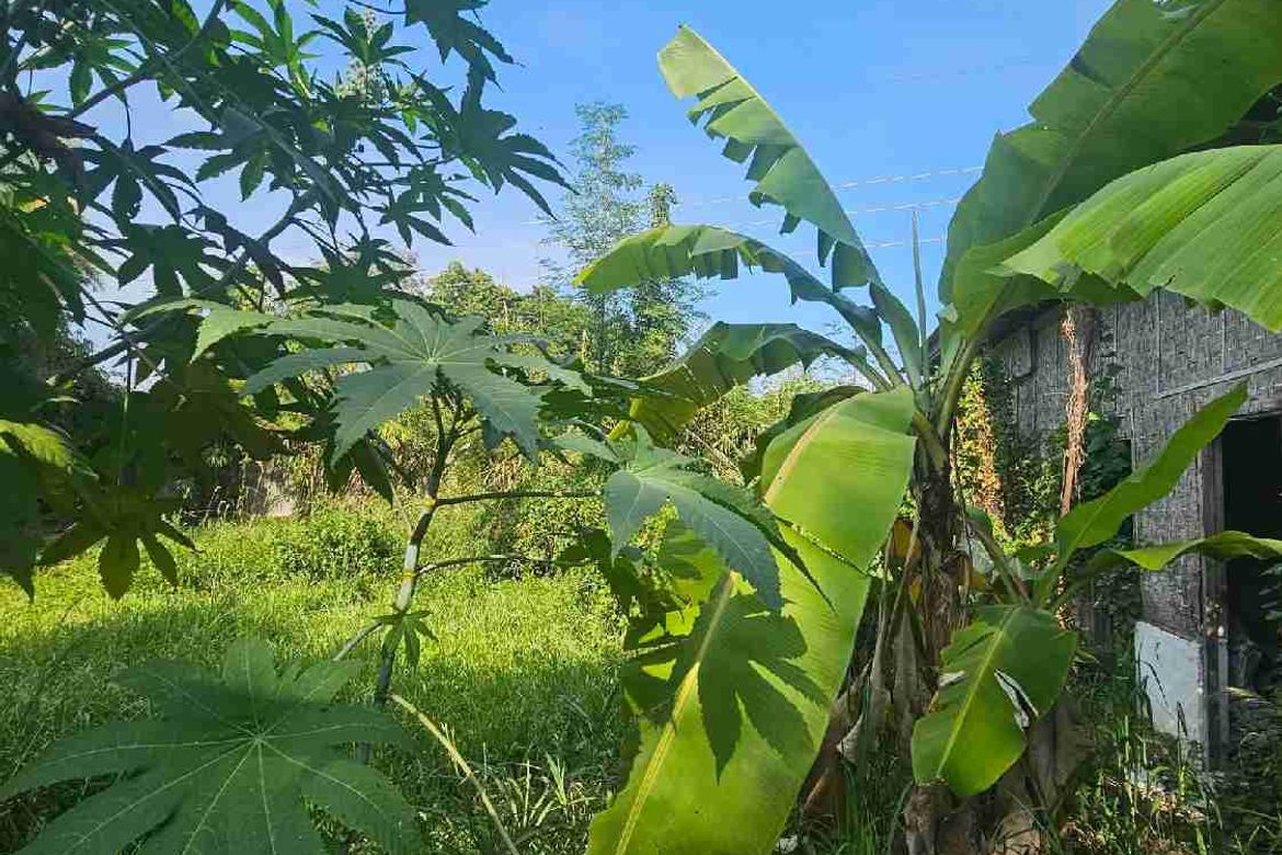Land for Sale in Pulantubig, Dumaguete, Negros Oriental – photo 2