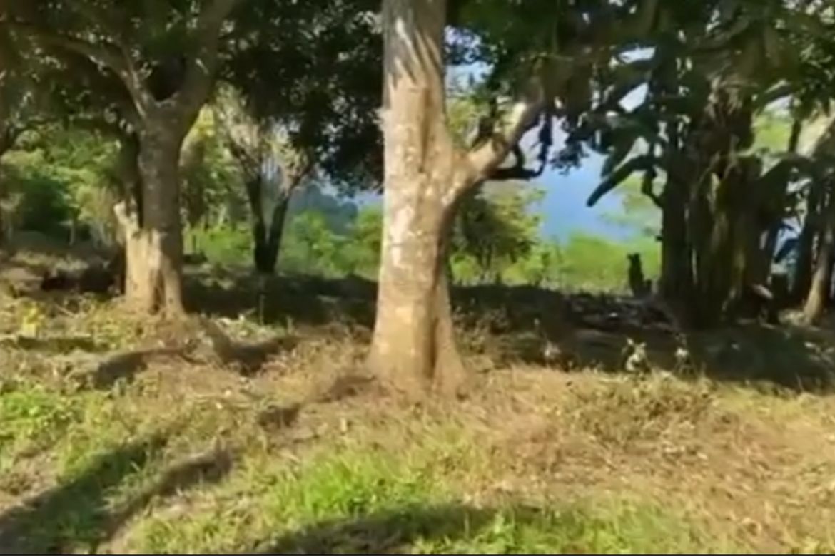 Land for Sale in Pulong Niogan, Mabini, Batangas – photo 2