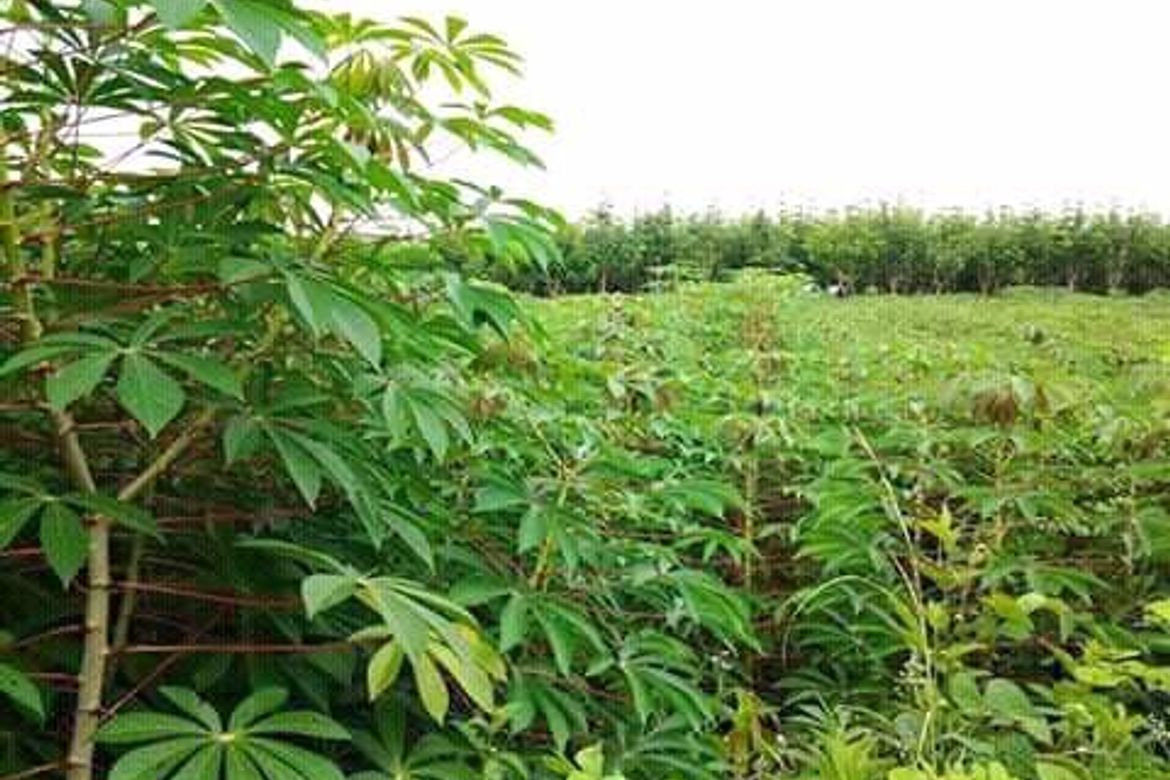 Land for Sale in Putol, Tuy, Batangas – photo 2