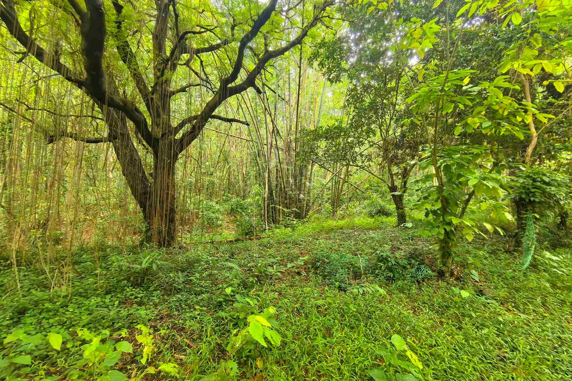 Land for Sale in Quisao, Pililla, Rizal – photo 4