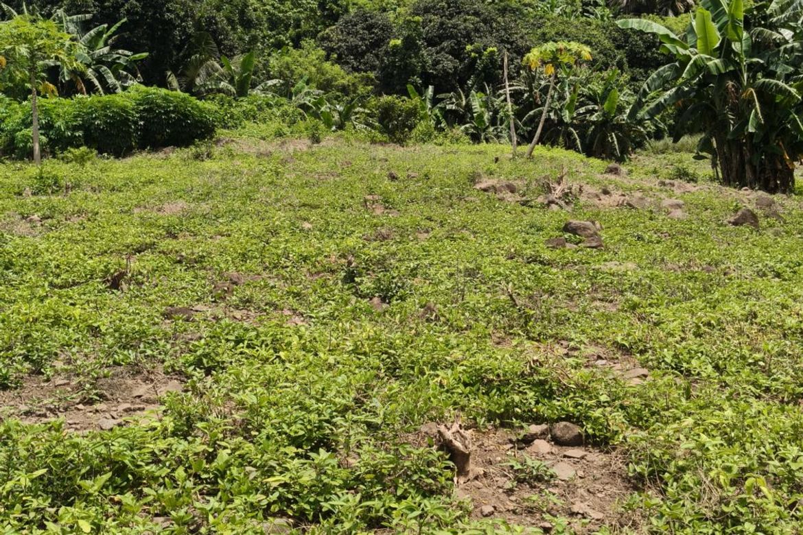 Land for Sale in Quisao, Pililla, Rizal – photo 5