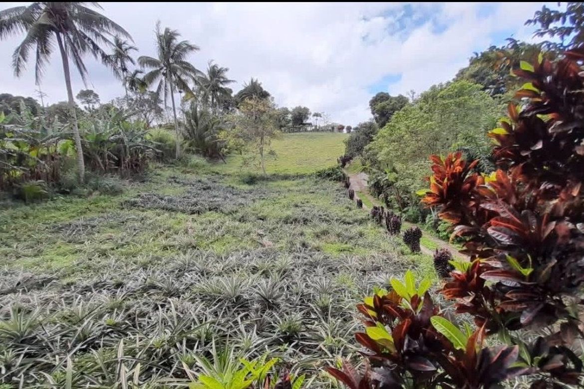Land for Sale in Real, Calamba, Laguna – photo 5