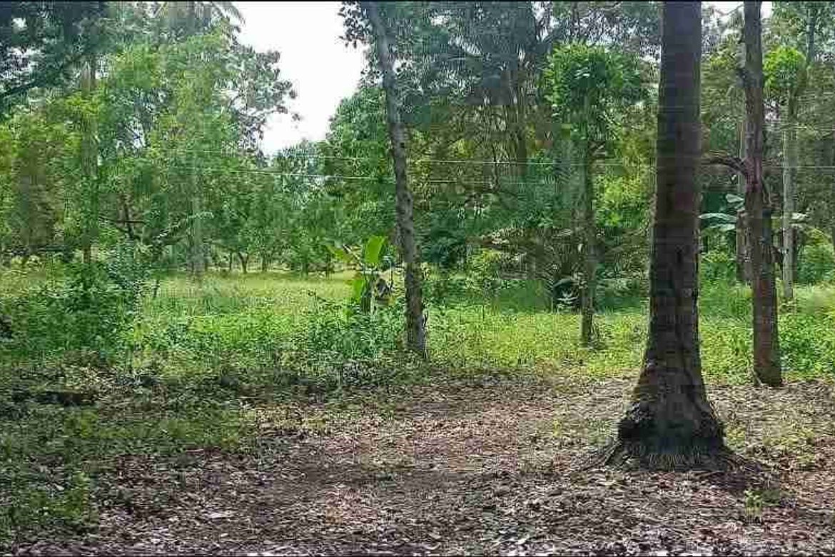 Land for Sale in Saavedra, Moalboal, Cebu – photo 2